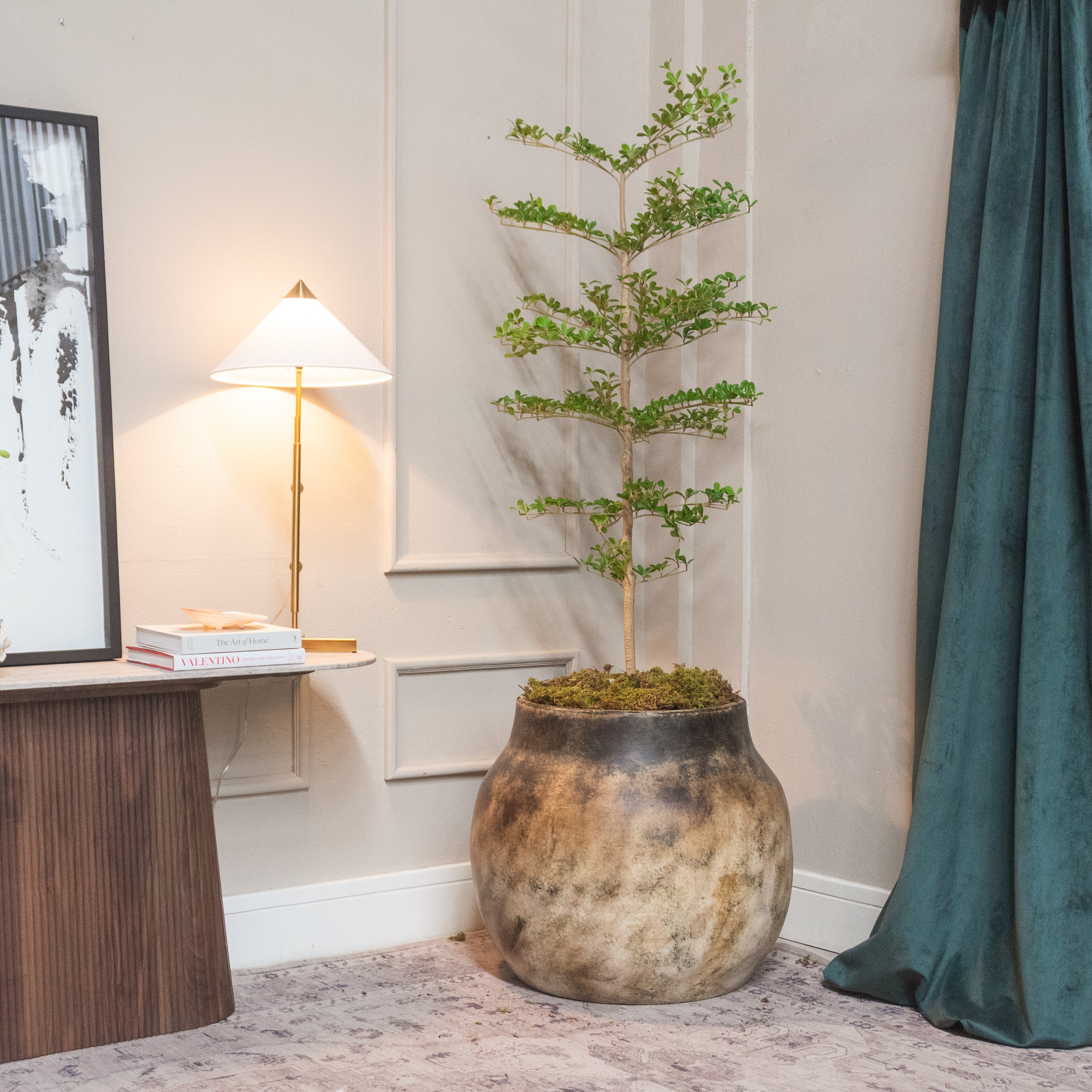 ARBOL OLIVO NEGRO 1.80