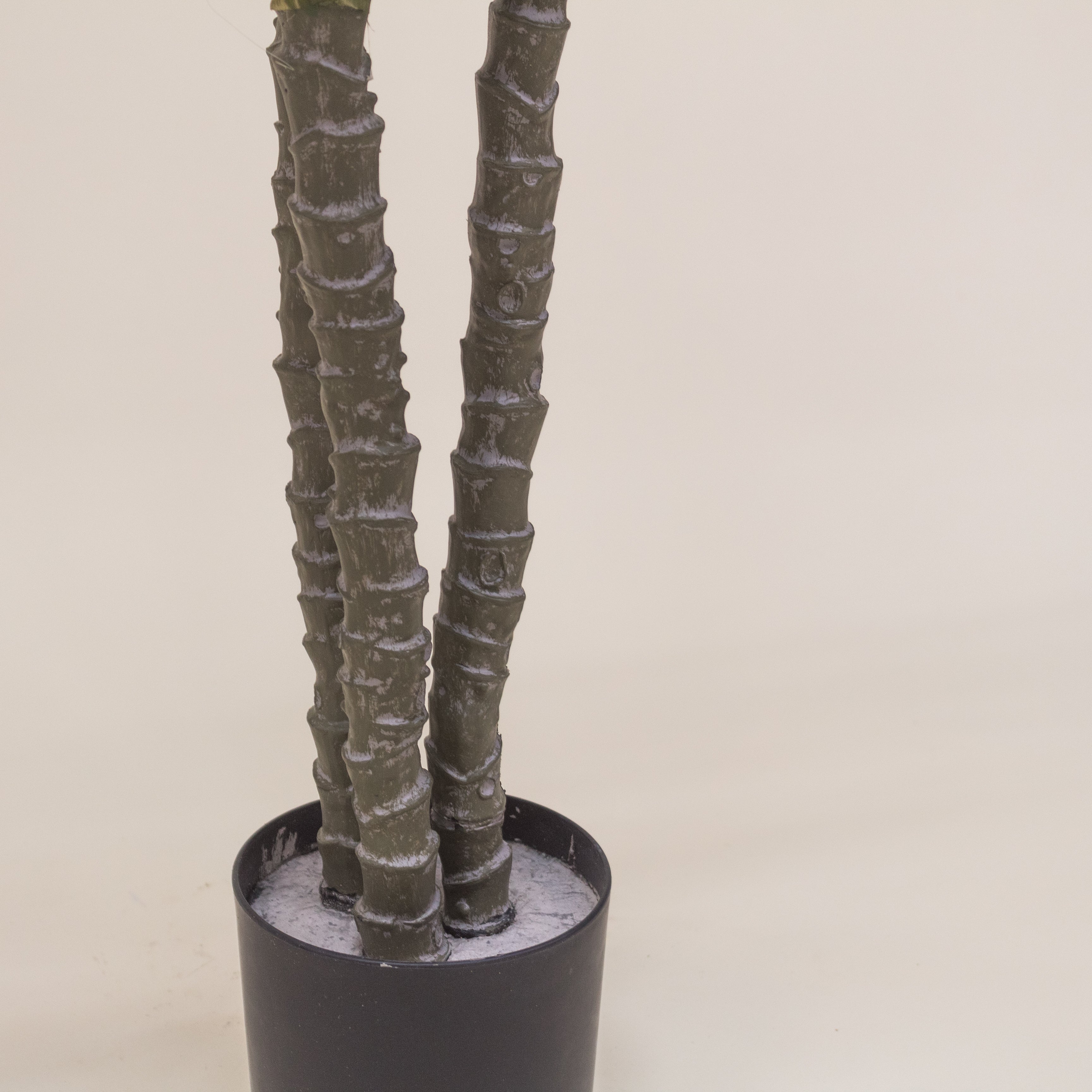 ARBOL DE YUCA