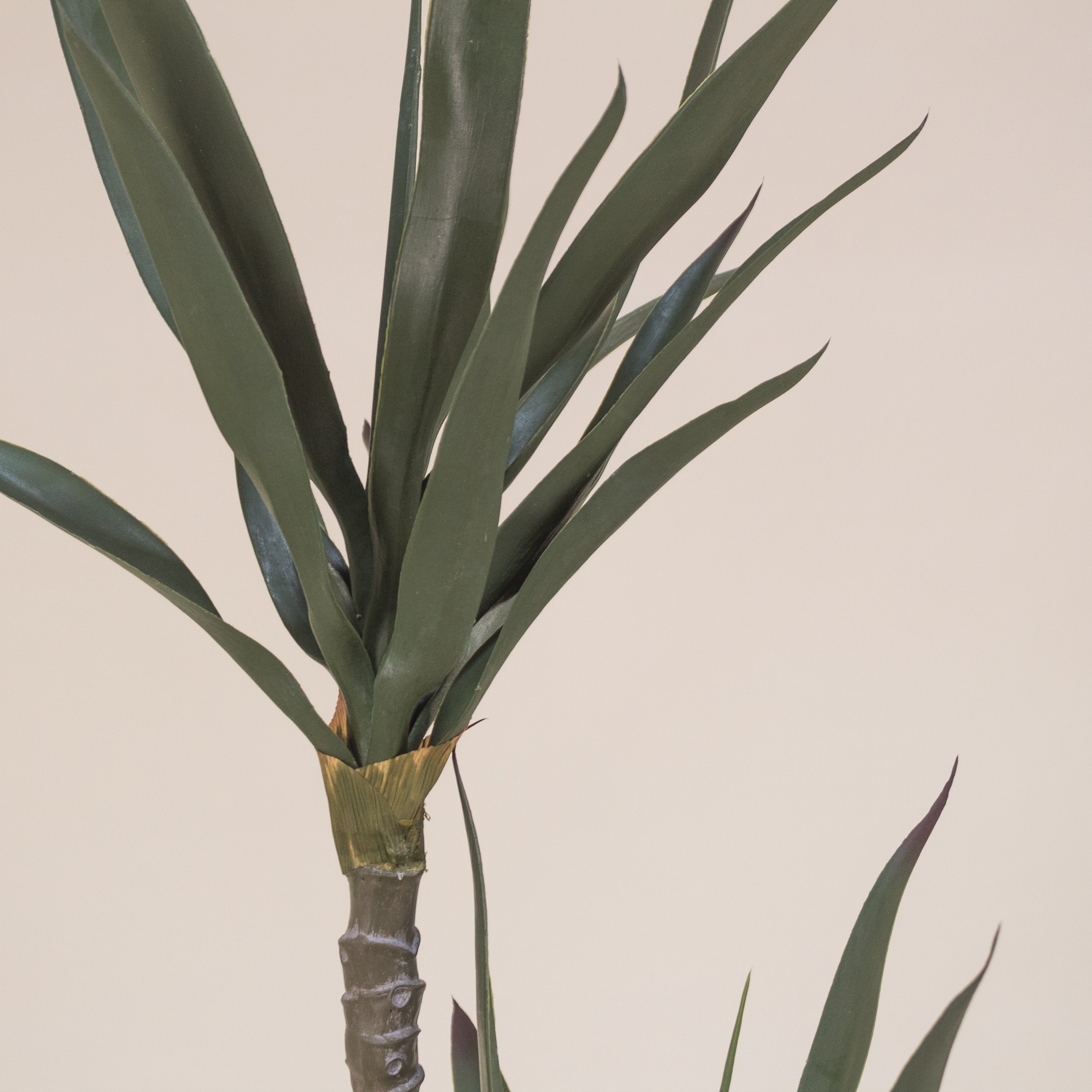 ARBOL DE YUCA