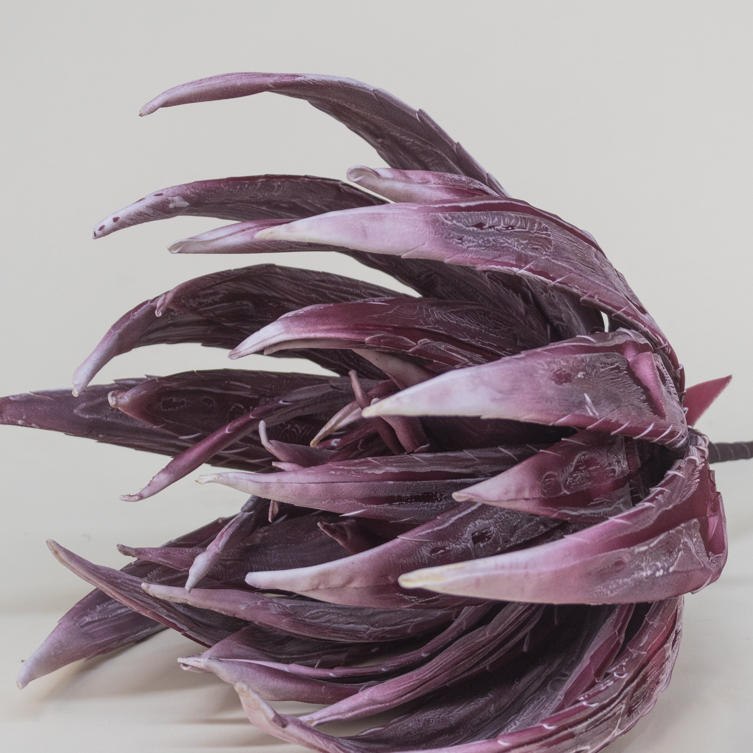 FLOR AGAVE