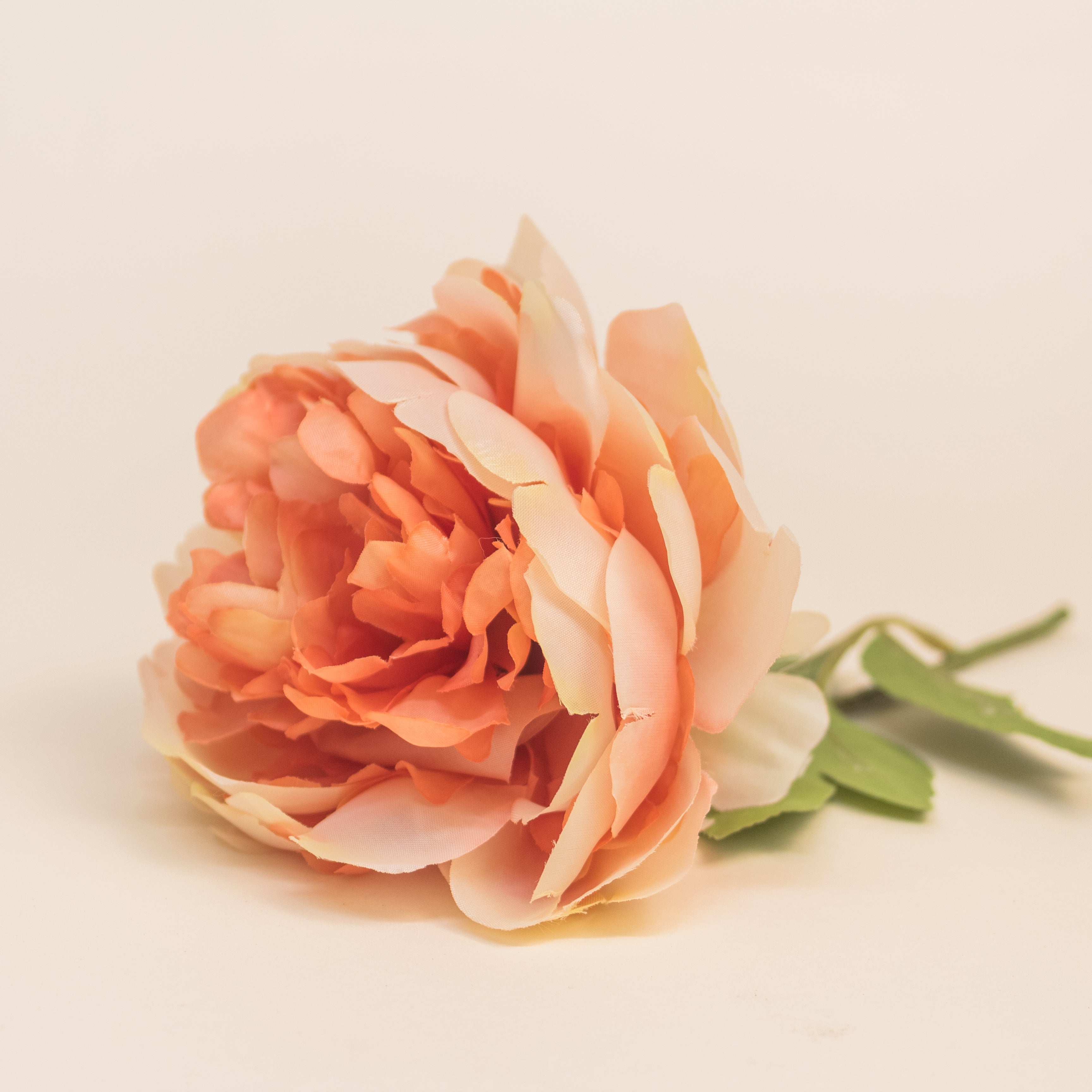 Flor Peonia