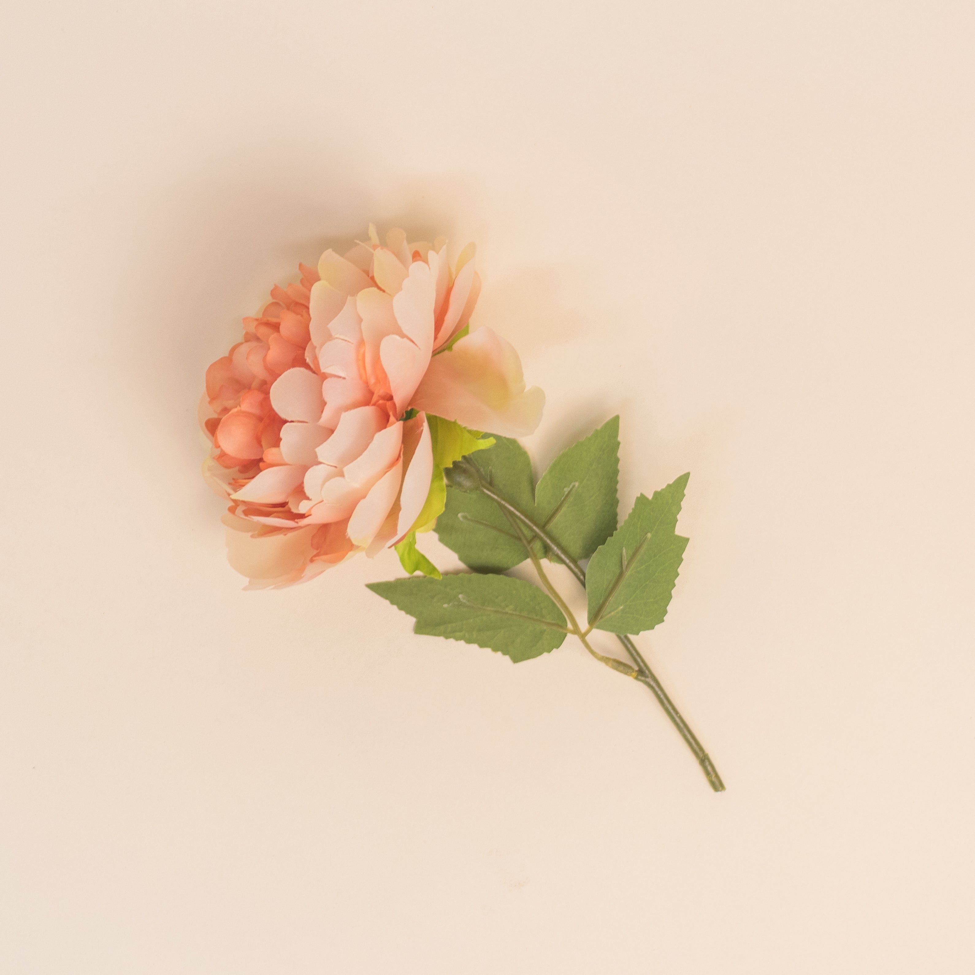 Flor Peonia