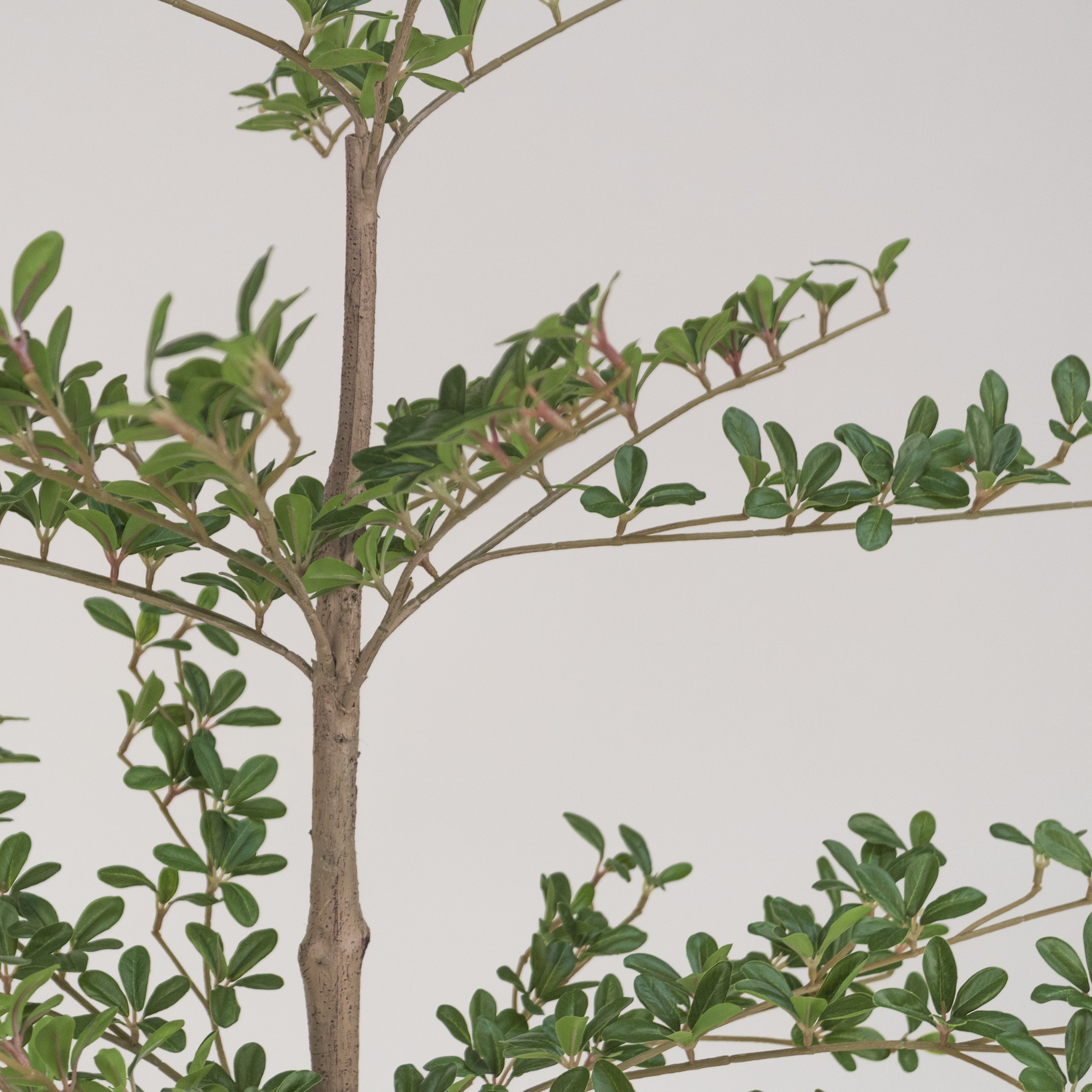 ARBOL OLIVO NEGRO 1.80