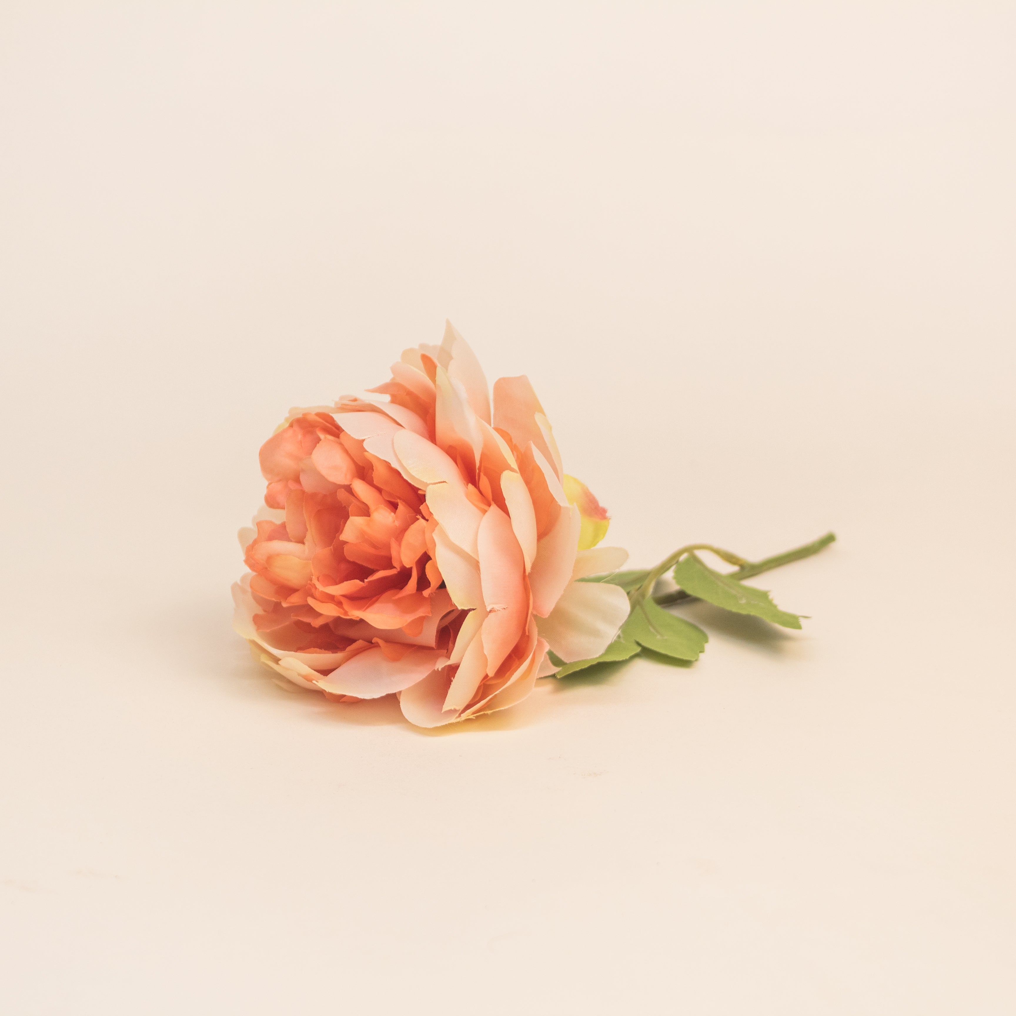 Flor Peonia