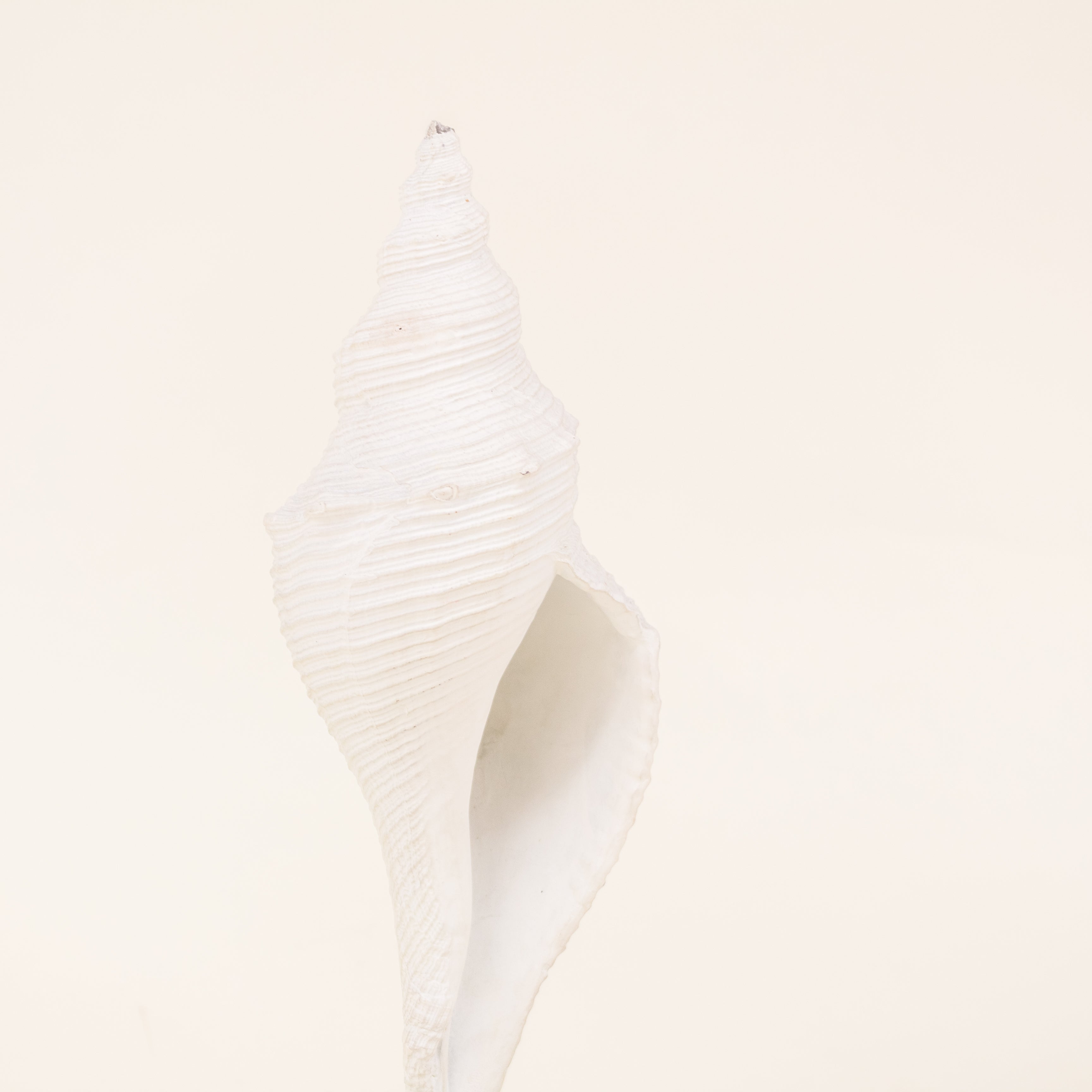 ESCULTURA CARACOL