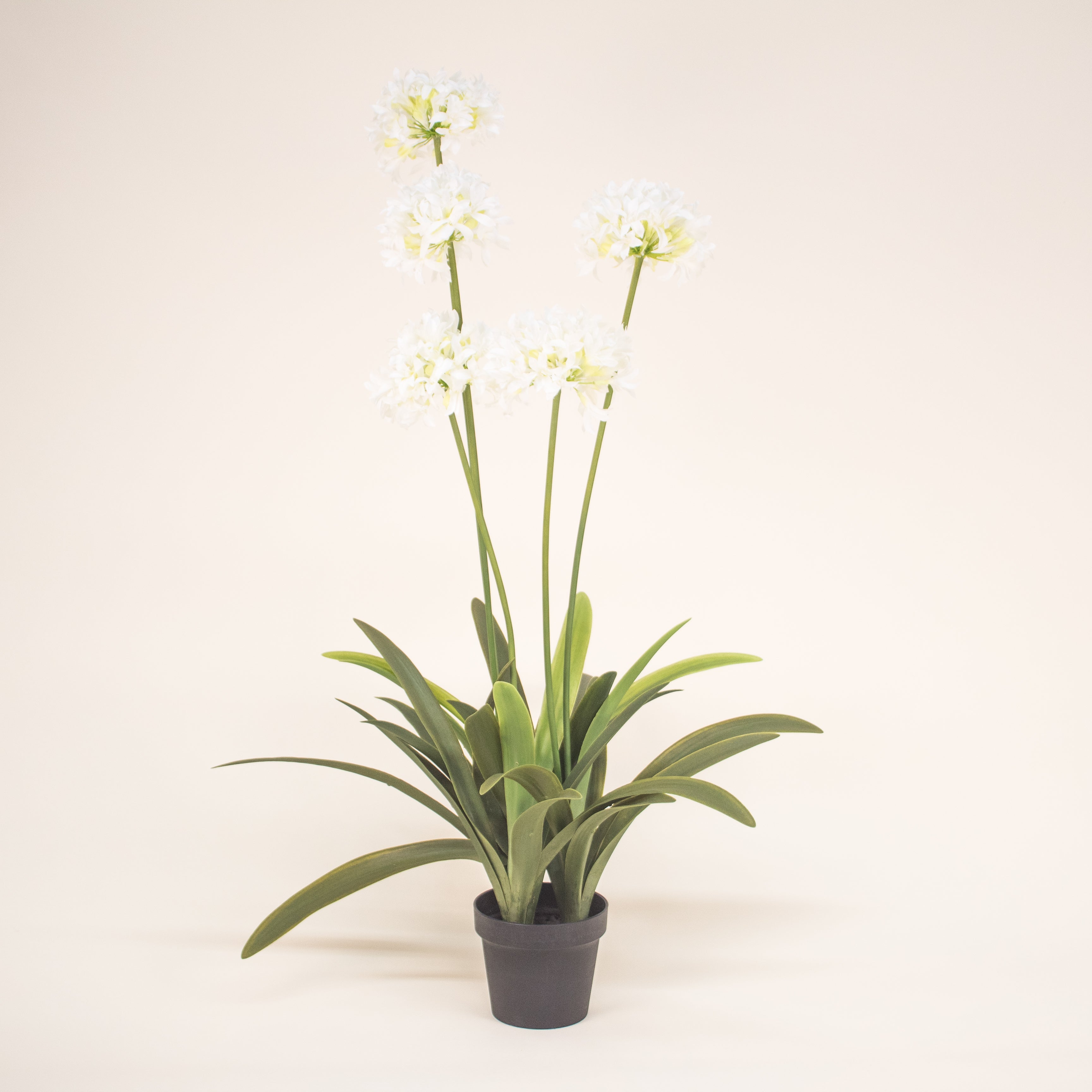 Planta Lirio