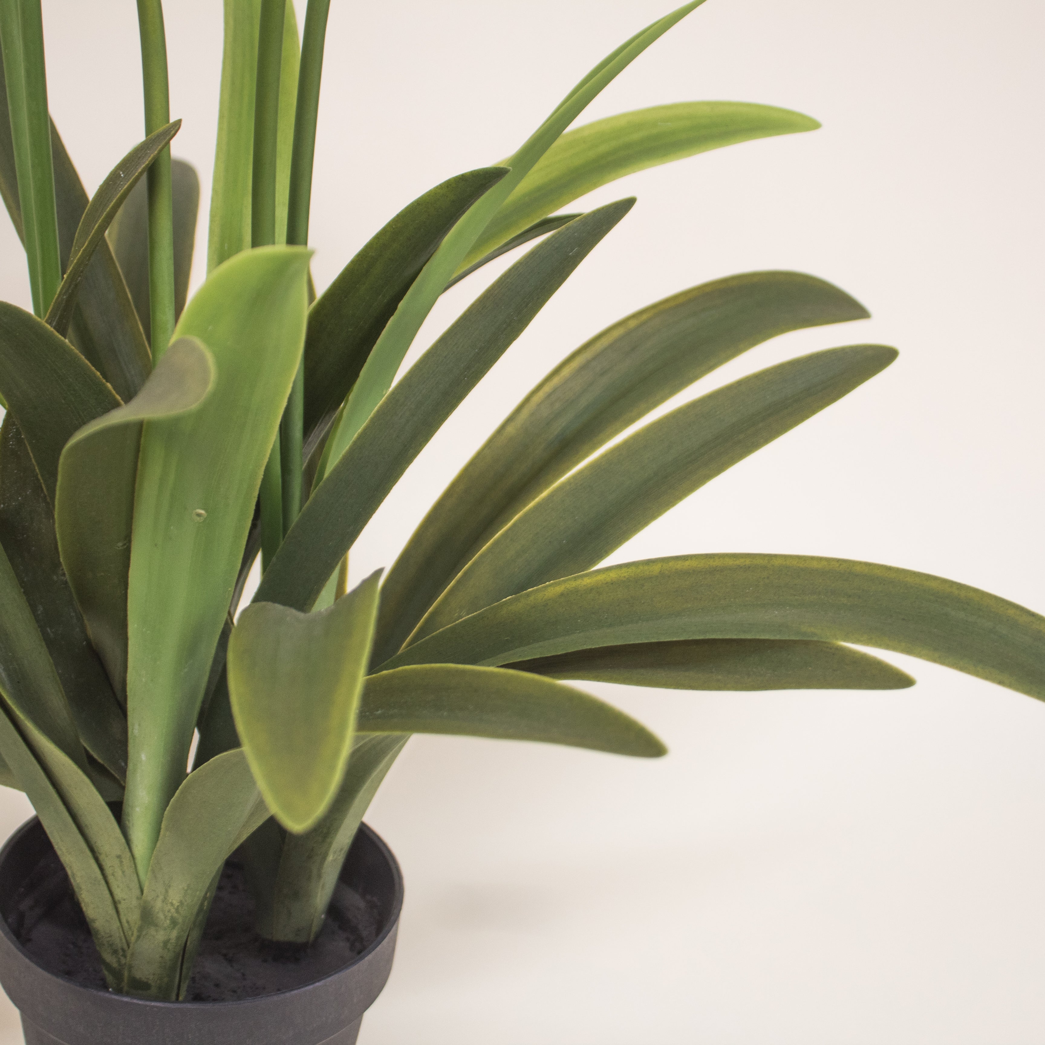 Planta Lirio