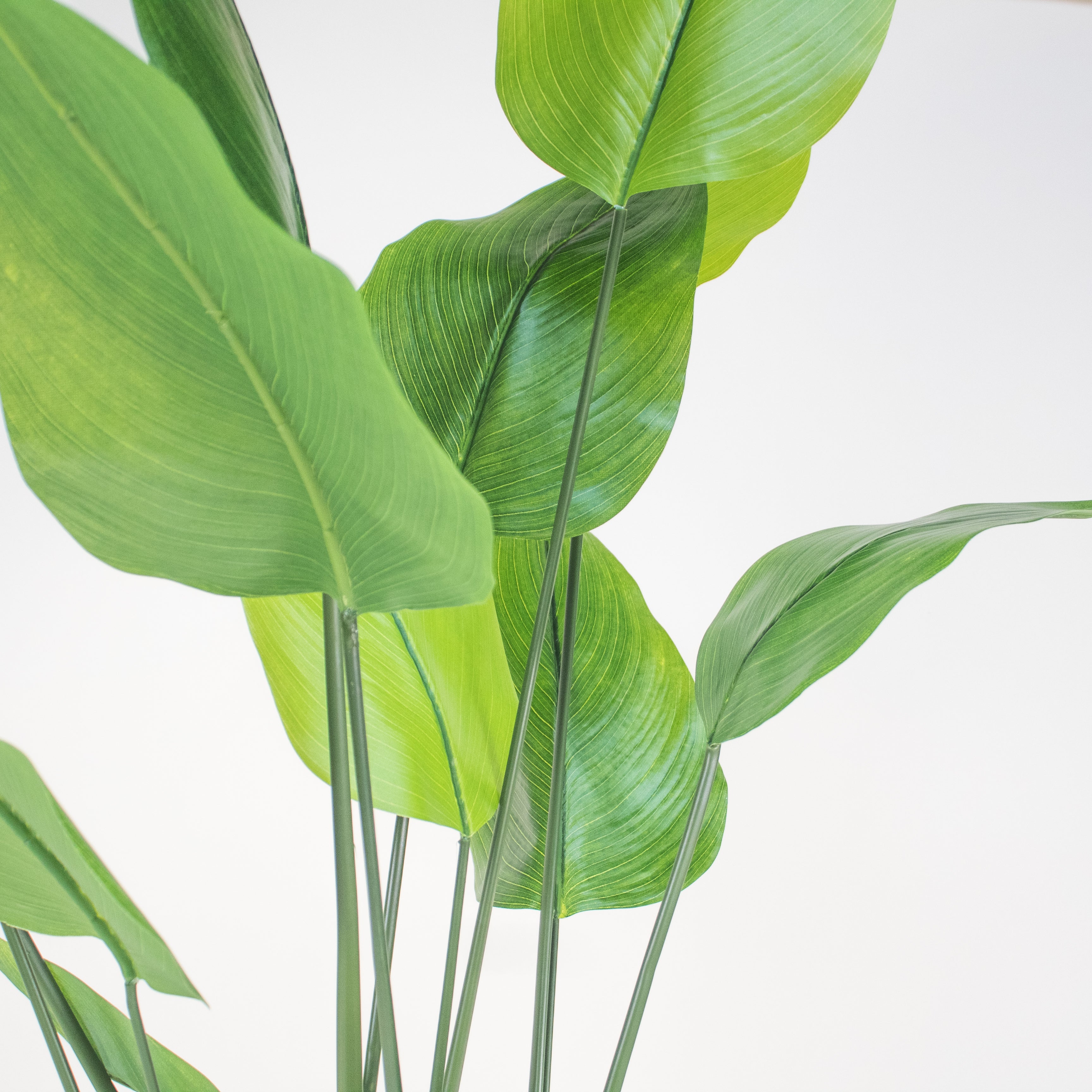 Planta de Banana