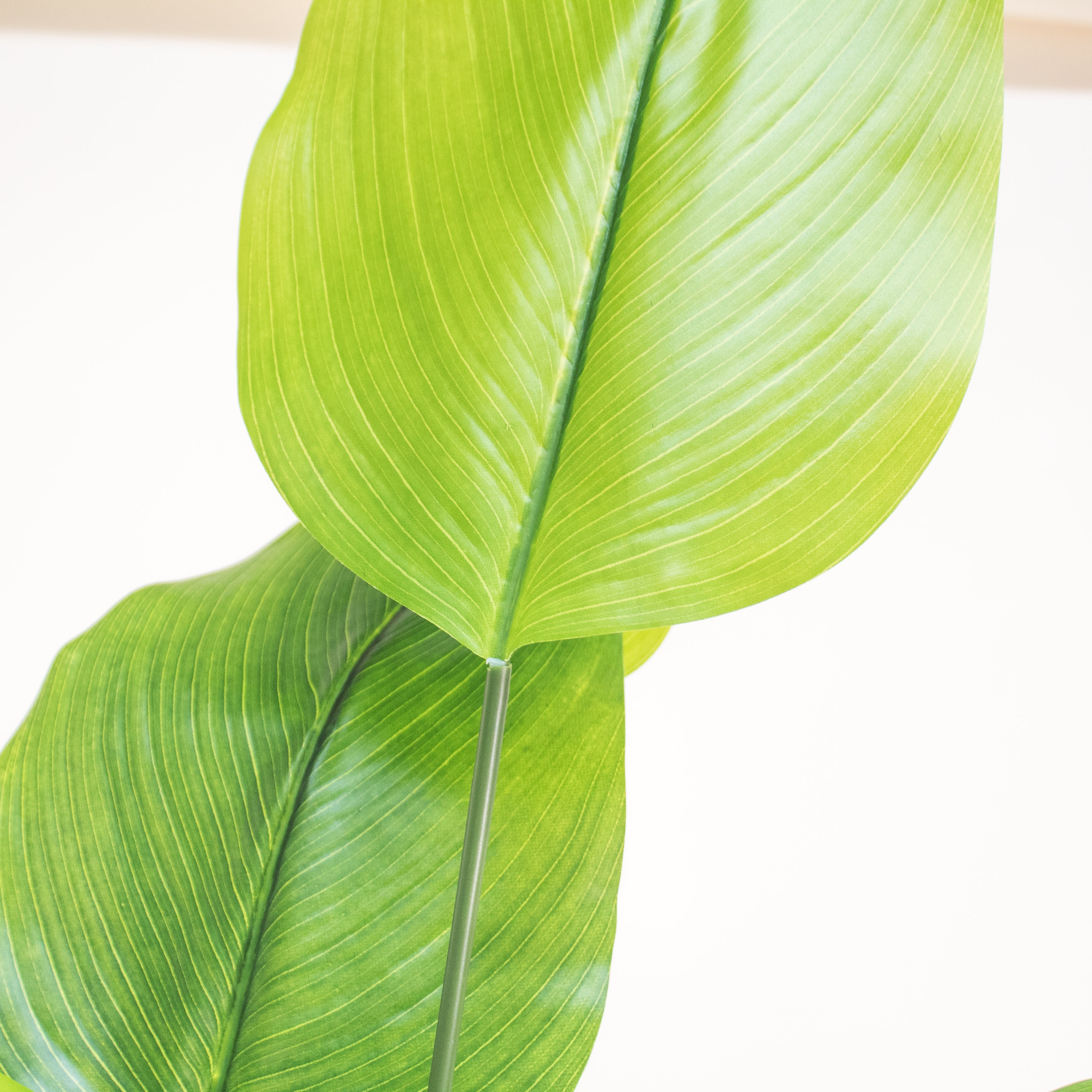 Planta de Banana